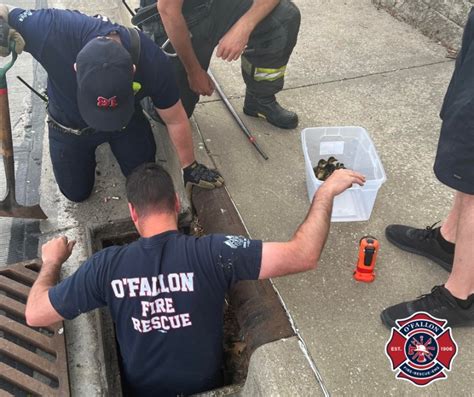 O'Fallon firefighters rescue ducklings from a sewer